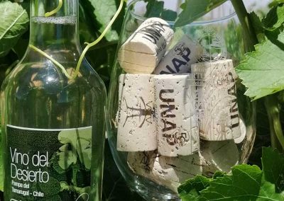 Tour ruta del Vino