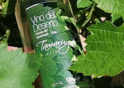 Tour ruta del Vino