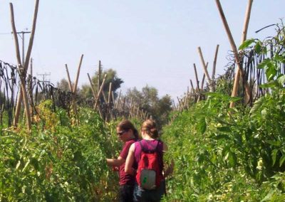 Tour Arqueológico - Intervalle Lluta & Azapa