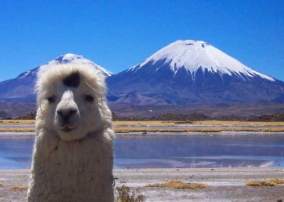 Parque Nacional Lauca, Lago Chungará
