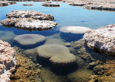 Excursión Salar de Llamara & Petrogiflos de Tamentica