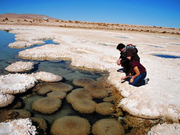 Excursión Salar de Llamara & Petrogiflos de Tamentica