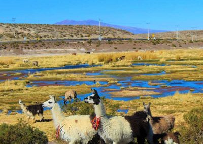 Ruta Altiplánica al Salar de Surire