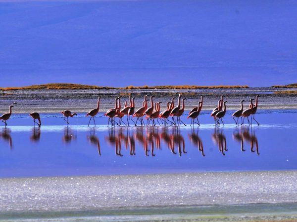 Ruta Altiplánica al Salar de Surire