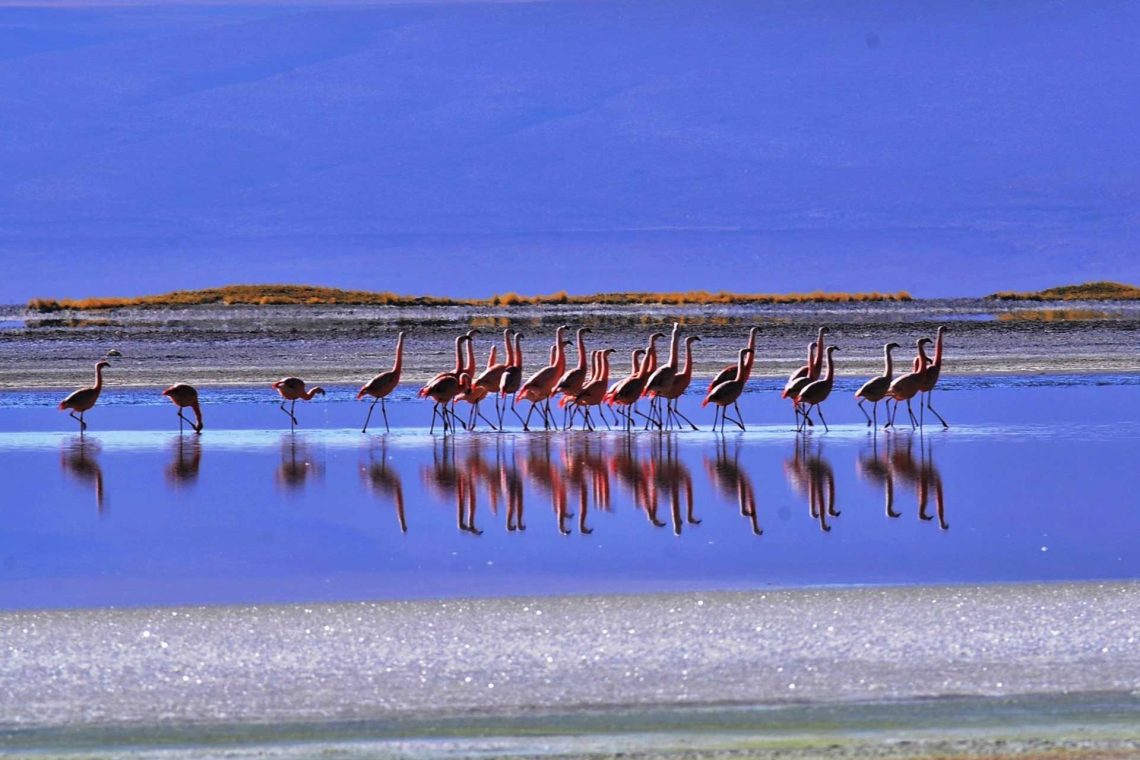 Ruta Altiplánica al Salar de Surire Ruta Altiplánica al Salar de Surire
