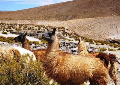 Salar del Huasco Parque Nacional