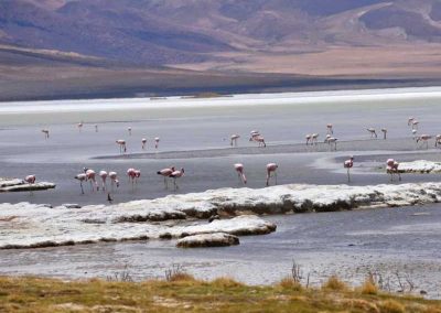 Tour al Salar del Huasco & Termas de Lirima + Oasis de Pica