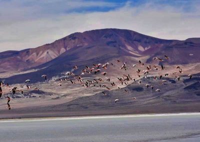 Tour al Salar del Huasco & Termas de Lirima + Oasis de Pica