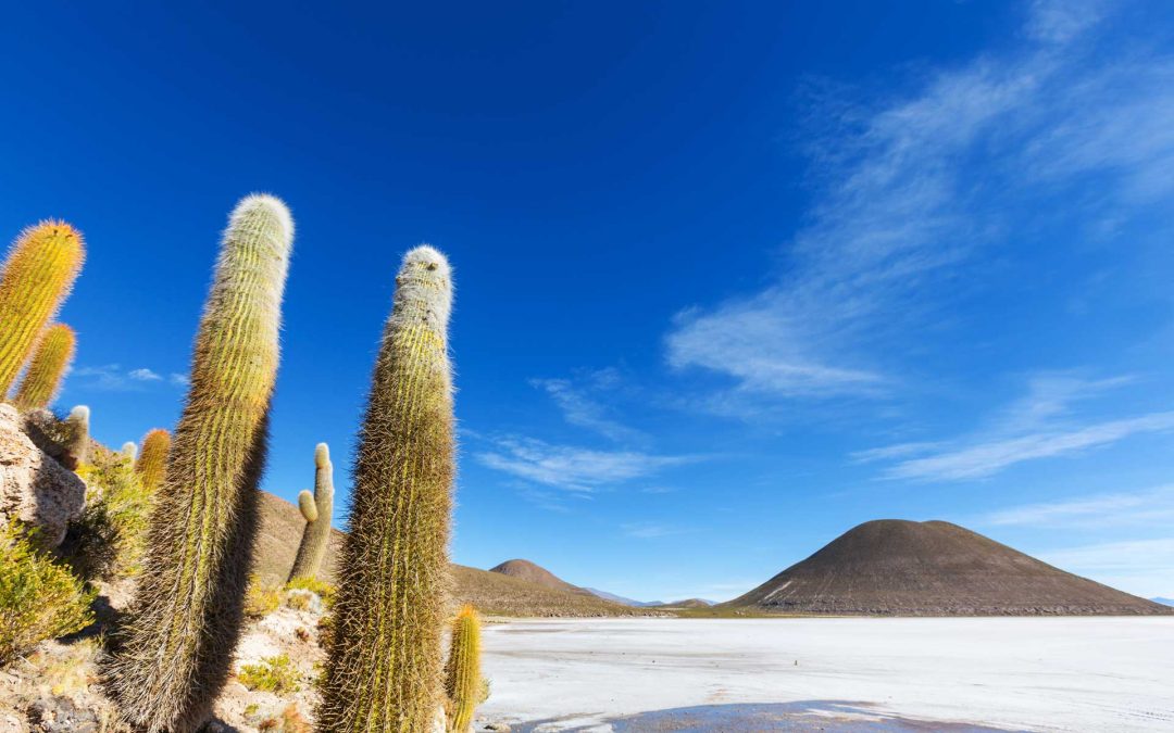 Tierras Alto Andinas & Culturas Ancestrales