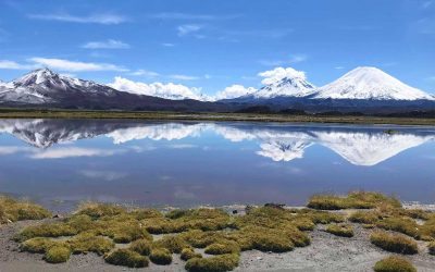 Excursión Parque Nacional Lauca & Parque Nacional Sajama