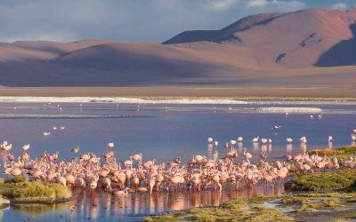 Safari Fotográfico: Fauna de la Costa a los Andes