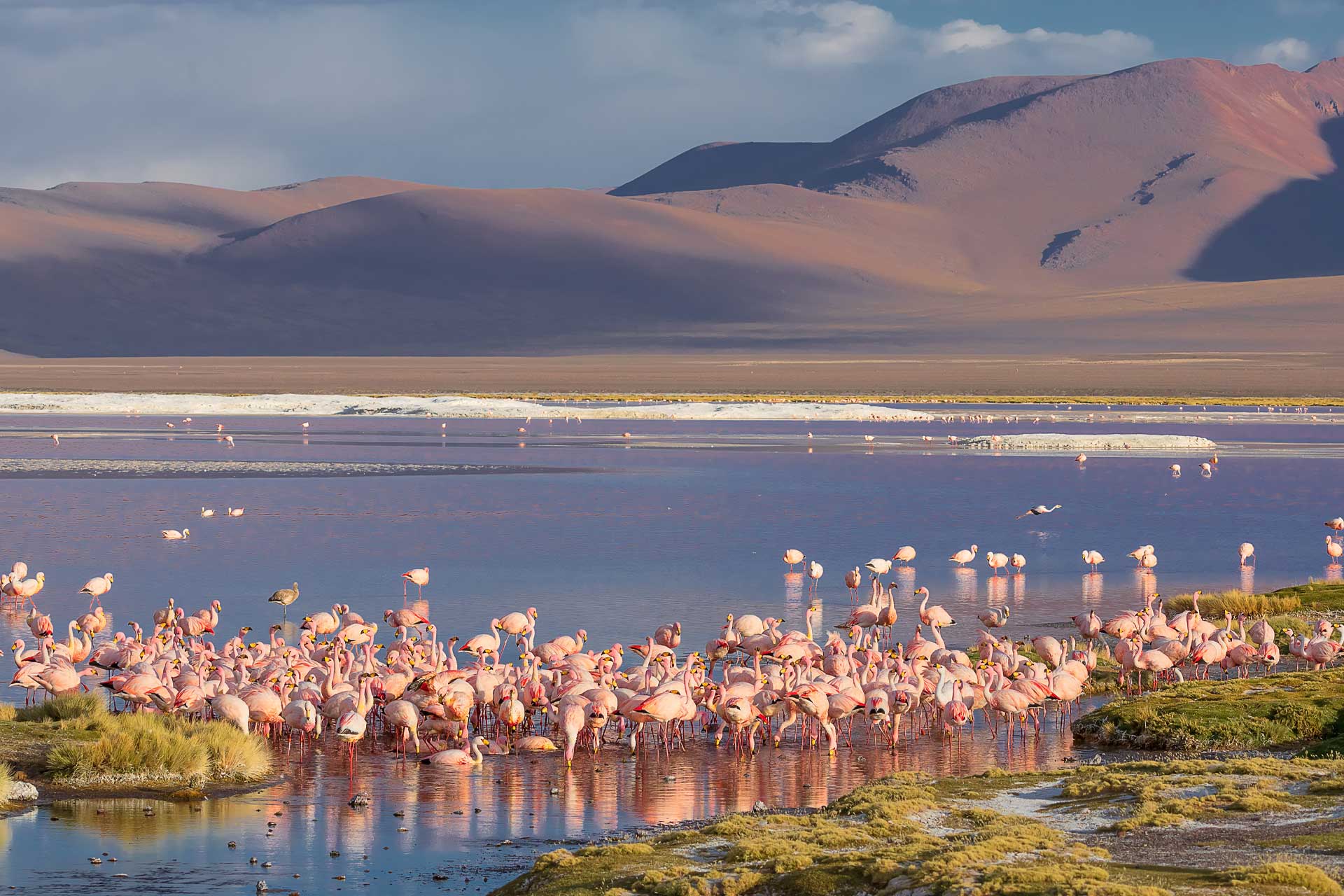 Safari Fotográfico: Fauna de la costa de los Andes