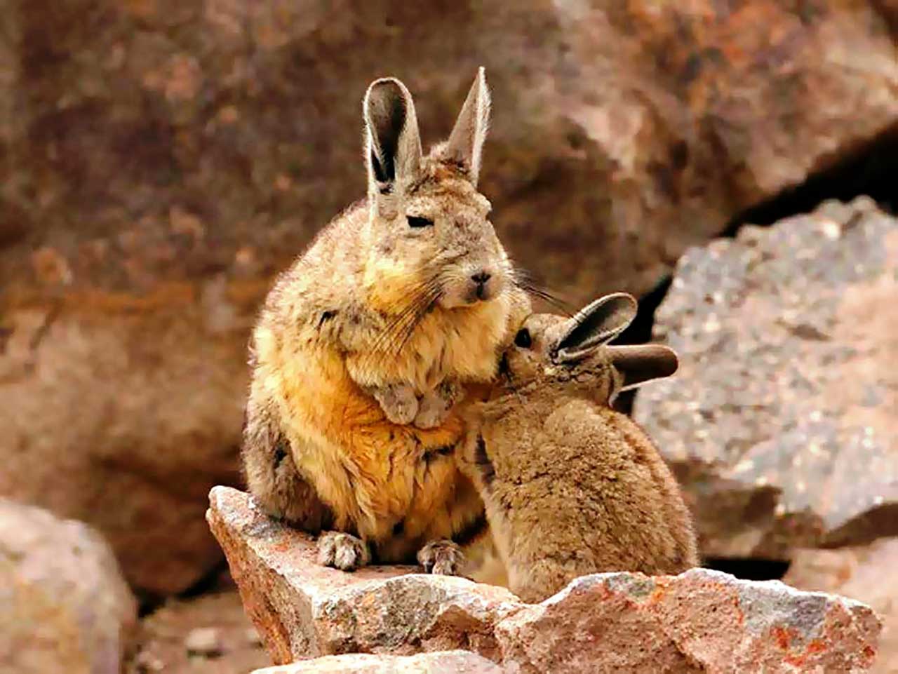 Safari Fotográfico: Fauna de la costa de los Andes