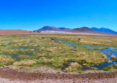 Ruta de los Salares andinos