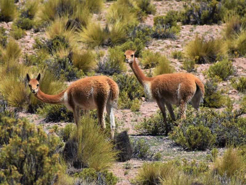 Parque Nacional Volcán Isluga