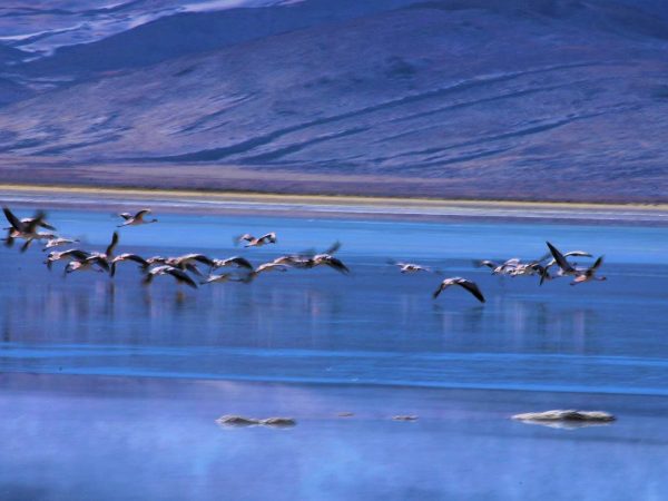 Tour al Parque Nacional Volcán Isluga y las Termas de Enquelga