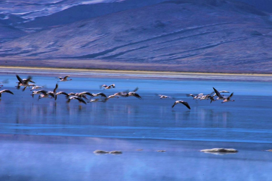 Tour al Parque Nacional Volcán Isluga y las Termas de Enquelga
